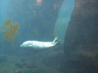 Seal swimming underwater